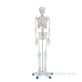 Модель человеческого скелета в натуральную величину